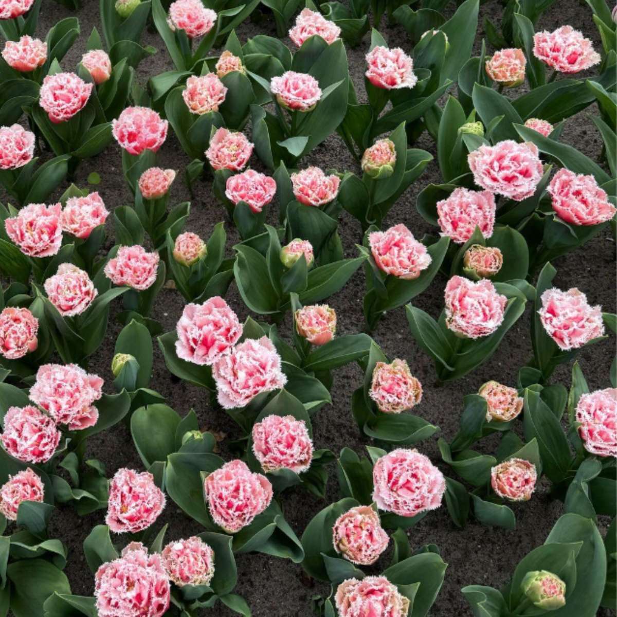 Tulip Bulbs - 10 Pcs. - Tulipa 'Queensland' - Flower Bulbs - Pink