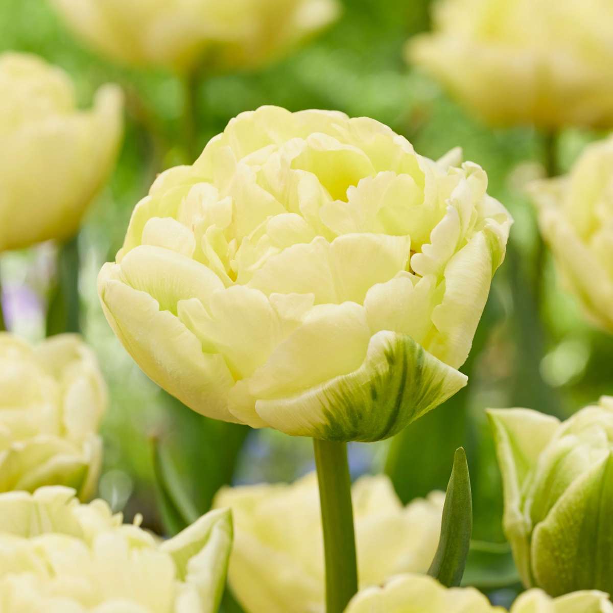 Tulip Bulbs - 21 Pcs. - Tulipa 'Avant Garde' - Flower Bulbs - Yellow