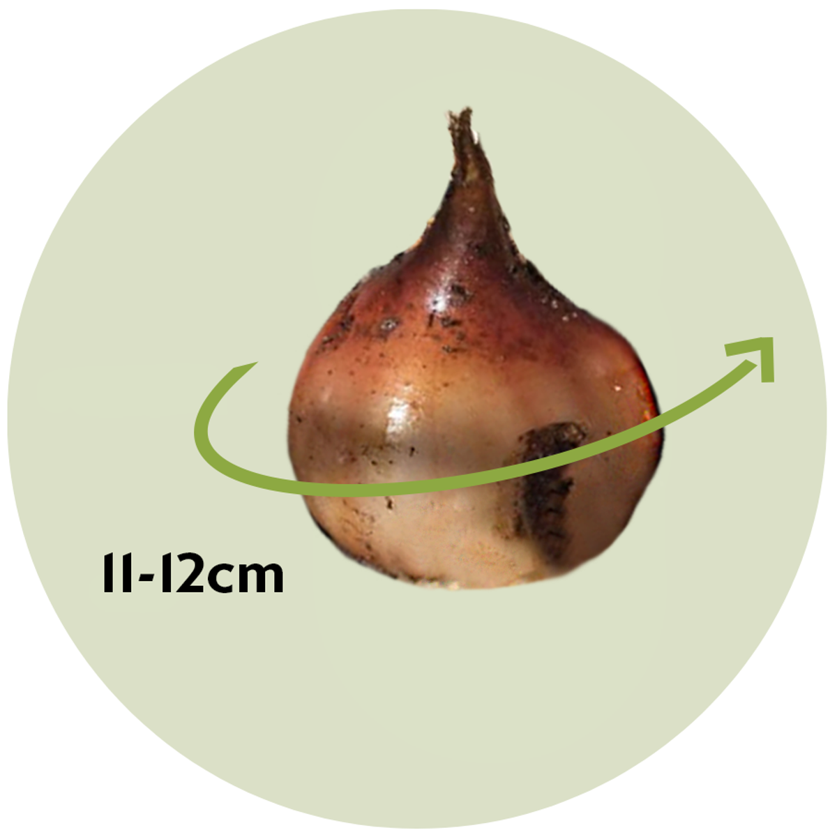 Tulip Bulbs - 14 Pcs. - Tulipa 'Avant Garde' - Flower Bulbs - Yellow