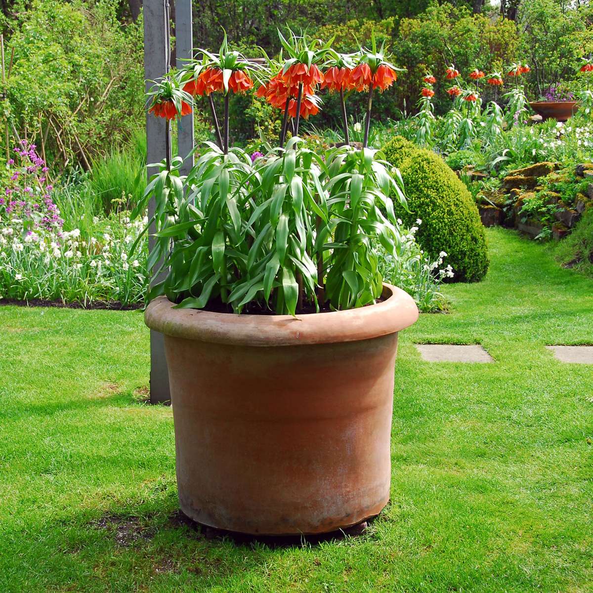 Fritillaria Snake's Head Fritillary - 3 Pcs. - Fritillaria Rubra - Flower Bulbs - Orange