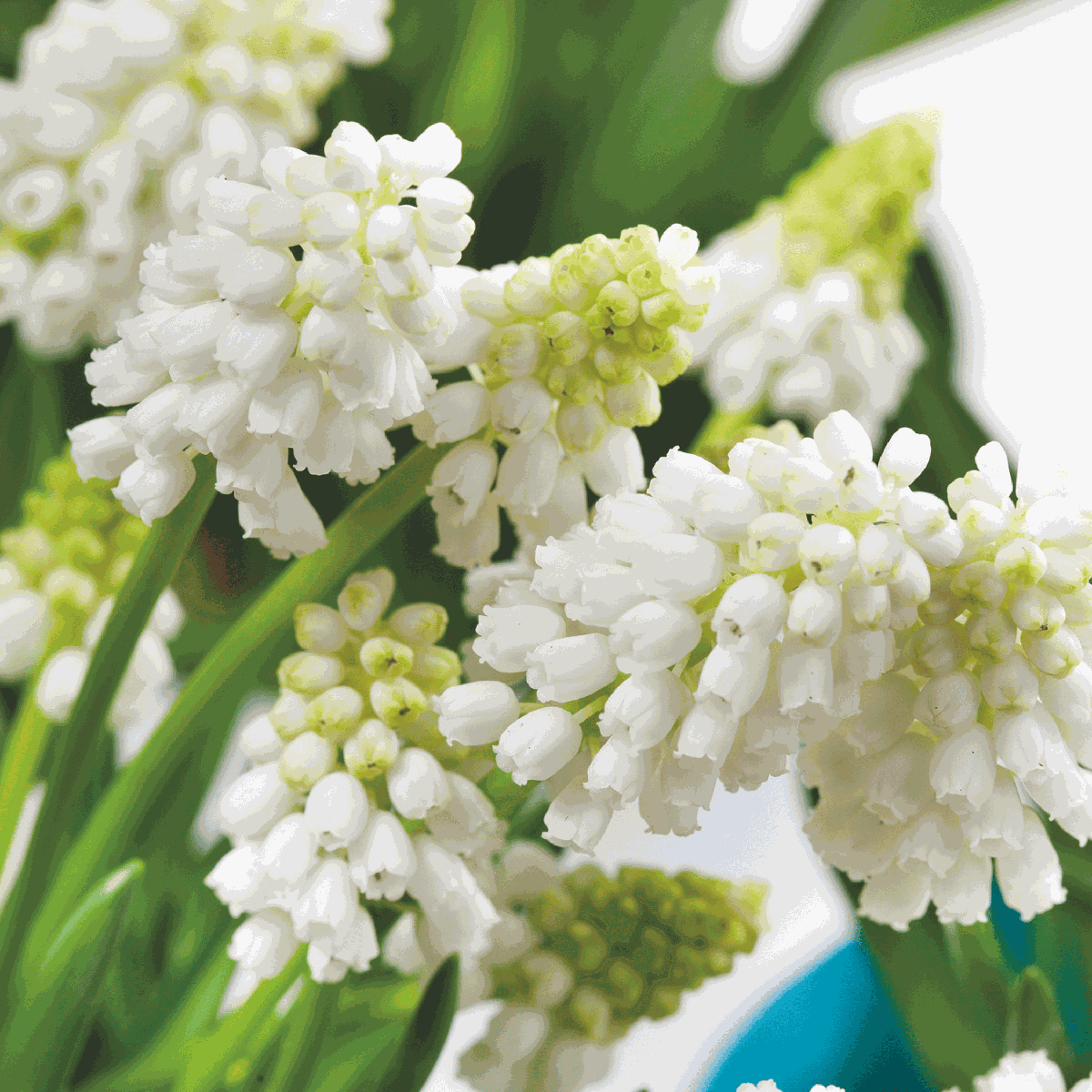 Grape Hyacinths - 50 Pcs. - Muscari 'White Magic' - Flower Bulbs - White