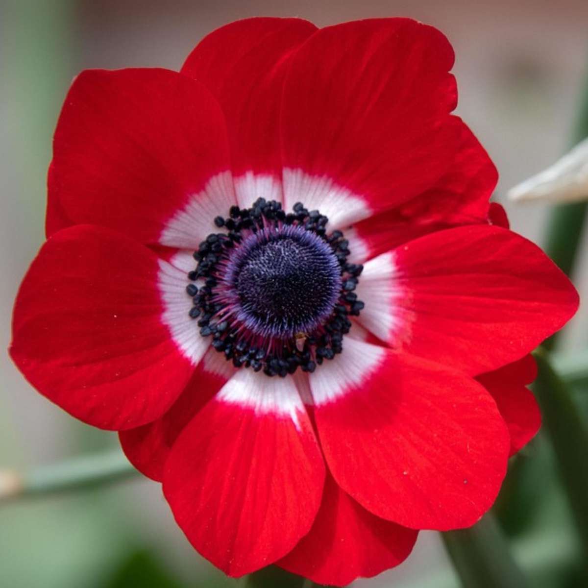 Bulb Mix Bulb Garden Colourful - 125 Pcs. - Flower Bulbs