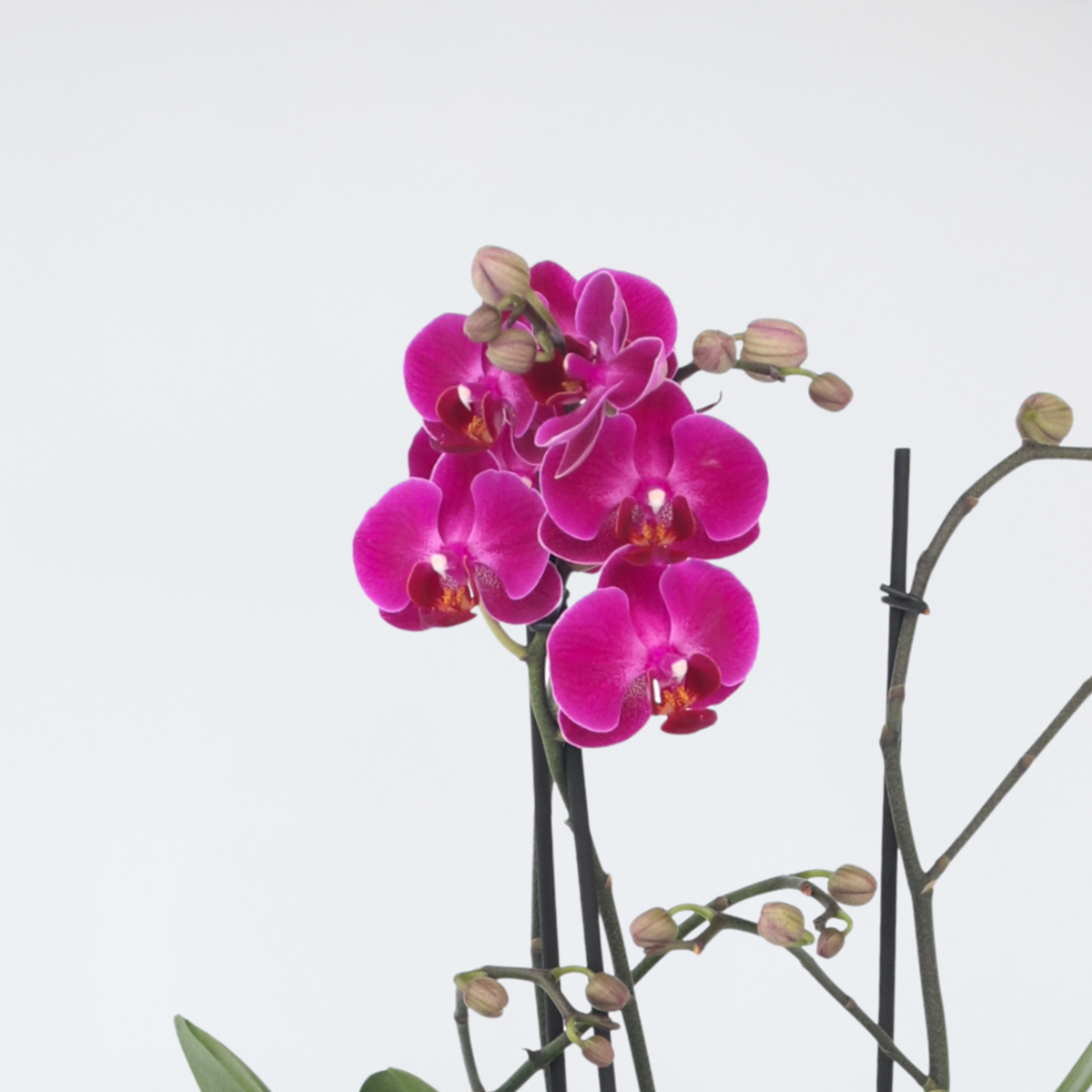Phalaenopsis Moth Orchid - Phalaenopsis Multiflora - Height 35-45Cm - ⌀12Cm