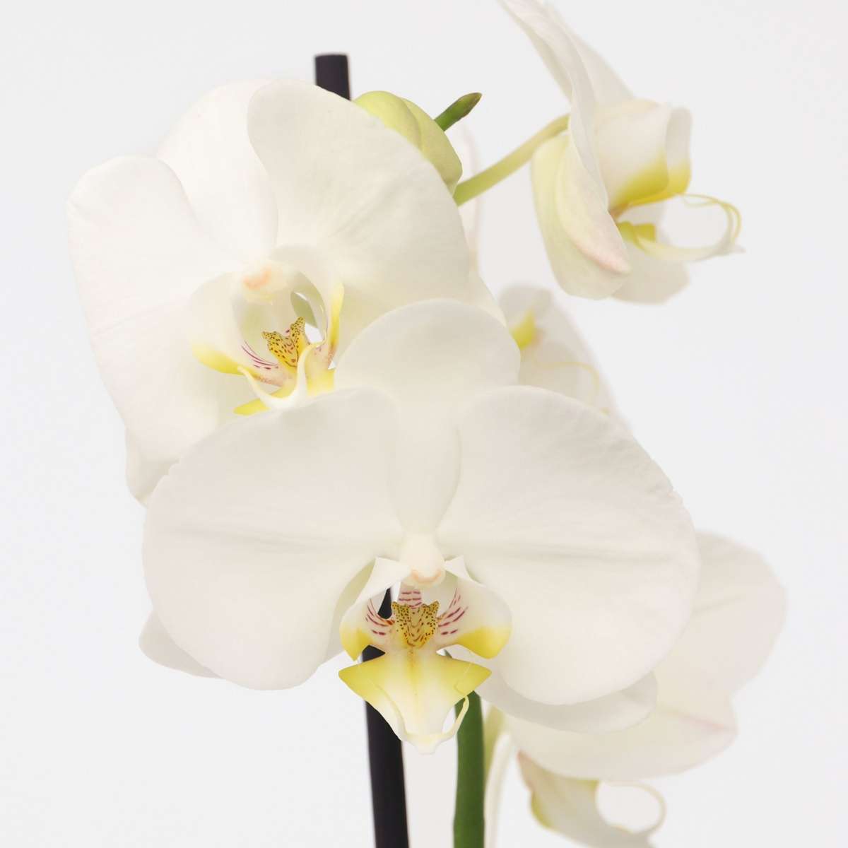 Phalaenopsis Moth Orchid - Phalaenopsis - Height 50-60Cm - ⌀12Cm