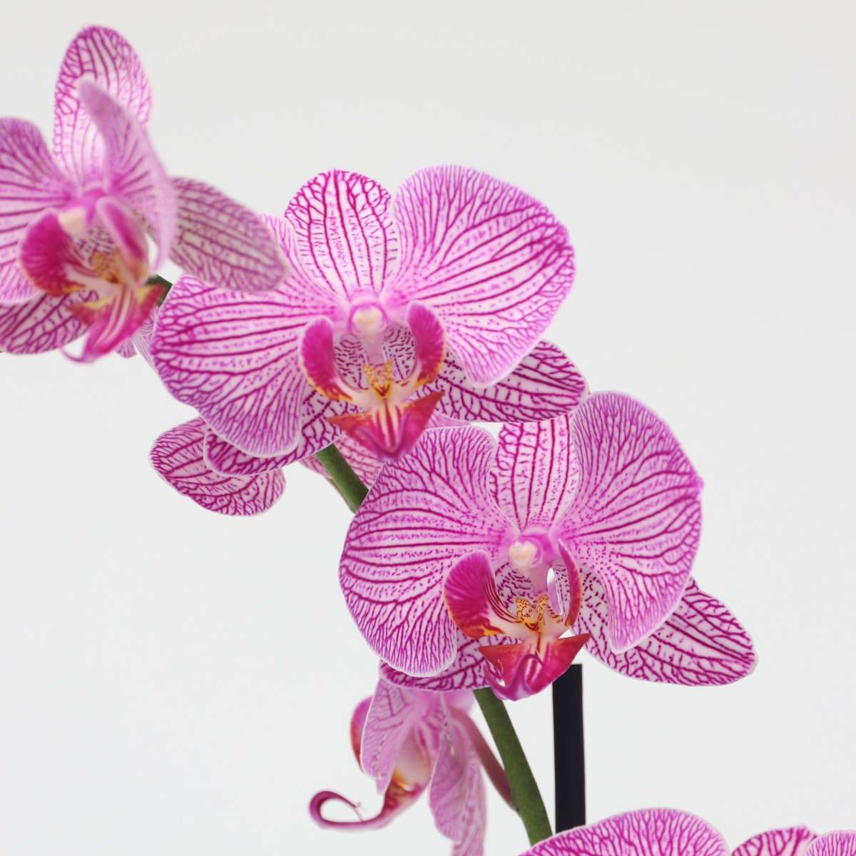 Phalaenopsis Moth Orchid - Phalaenopsis - Height 50-60Cm - ⌀12Cm
