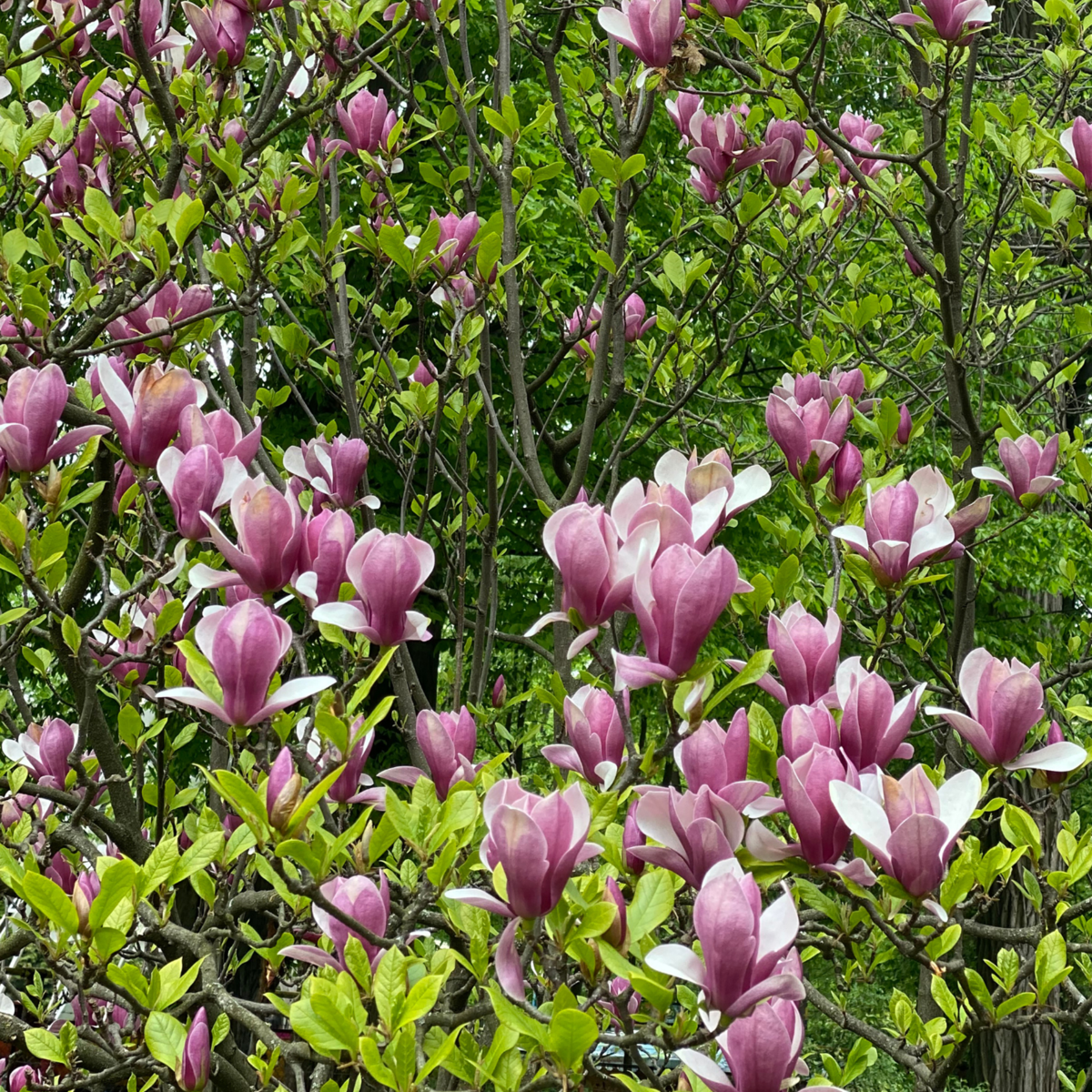 Magnolias - 3 Pcs. - Magnolia 'Susan' - Height 25-40Cm - ⌀9Cm