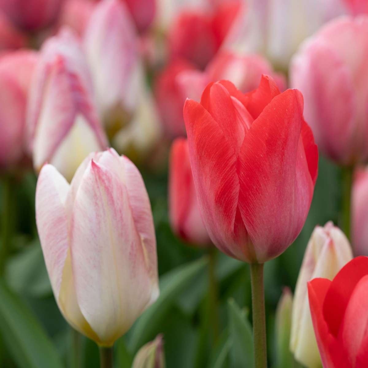 Tulip Bulbs - 80 Pcs. - Tulipa 'Salmon', 'Van Eijk' - Flower Bulbs - Red