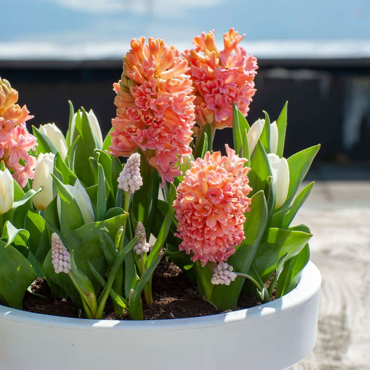Hyacinth - 15 Pcs. - Hyacinthus 'Gipsy Queen' - Flower Bulbs - Orange