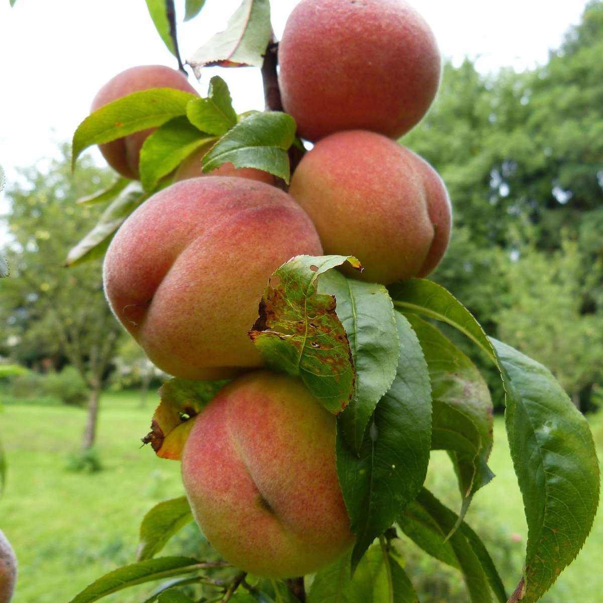 Fruit Trees Peach Tree - Prunus Persica 'Saturne' - Height 60-70Cm - ⌀15Cm