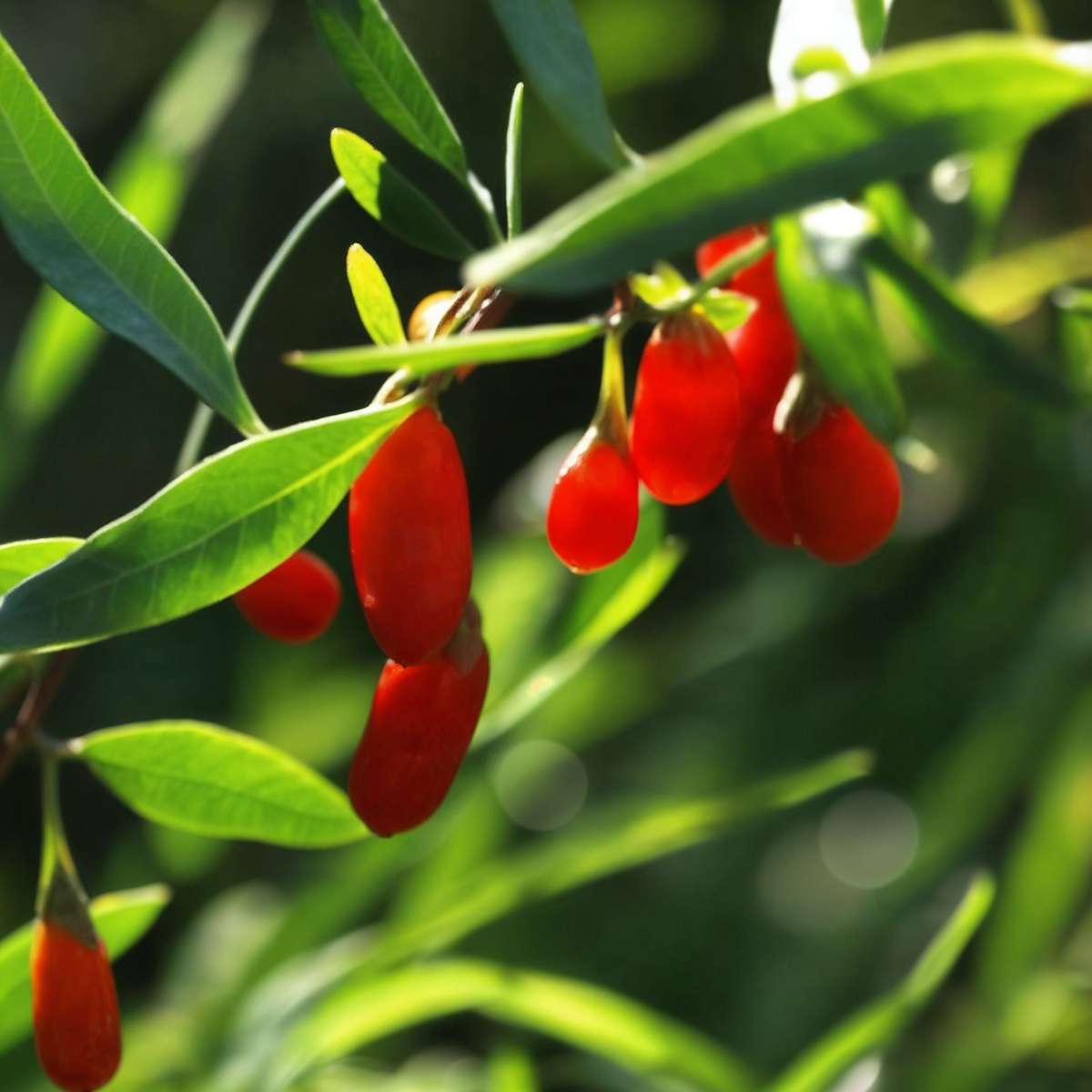 Fruit Trees Goji Berries - 3 Pcs. - Lycium Barbarum - Height 25-40Cm - ⌀9Cm