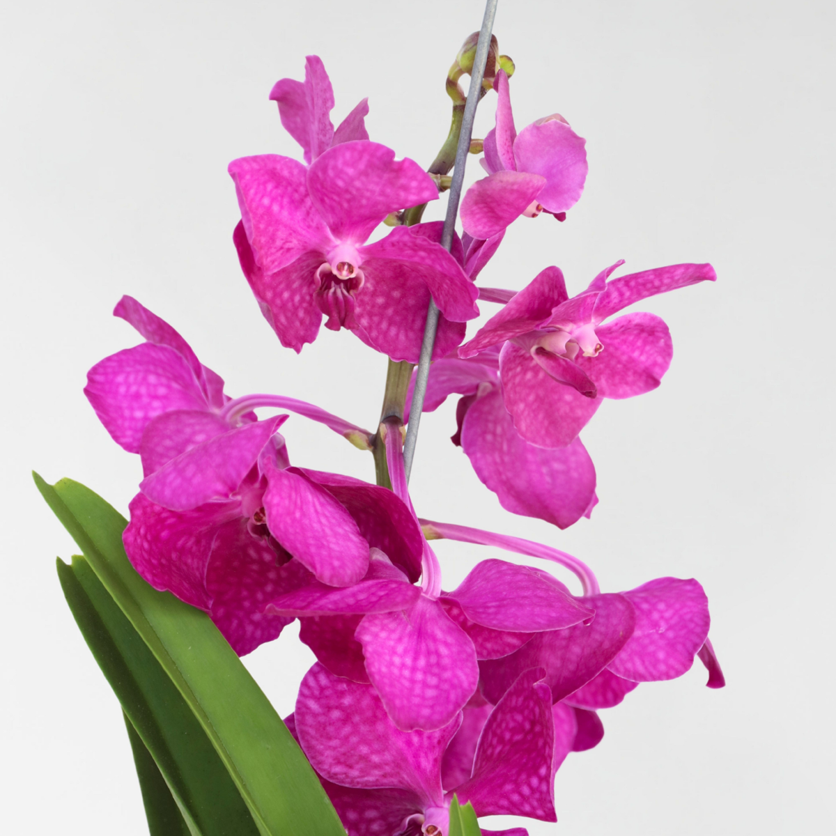 Vanda Orchid - Vanda 'Tayanee Cerise' - Height 55-65Cm