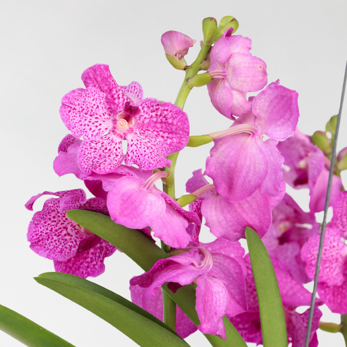 Vanda Orchid - Vanda 'Pink' - Height 45-55Cm