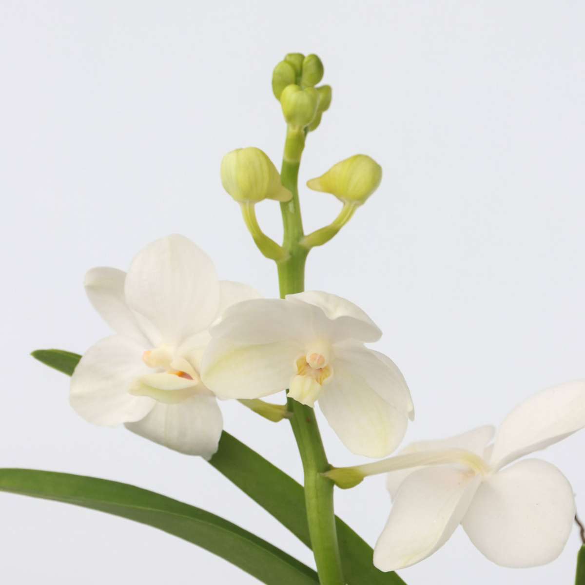 Vanda Orchid - Vanda 'White' - Height 40-50Cm - ⌀14Cm