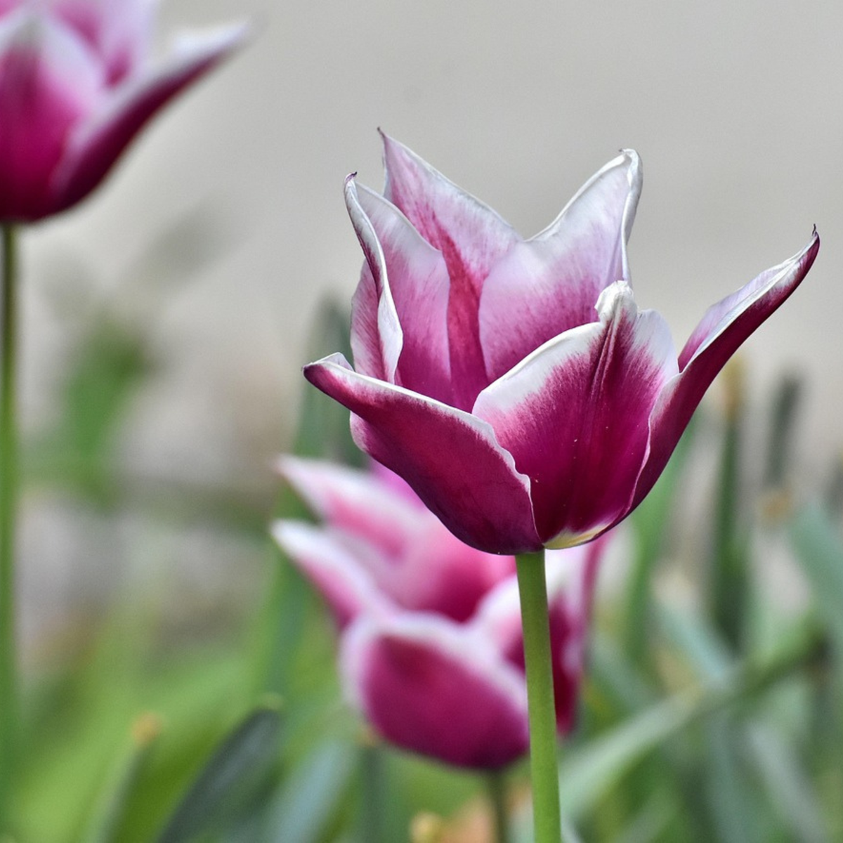Tulip Bulbs - 35 Pcs. - Tulipa 'Blueberry' - Flower Bulbs - Purple