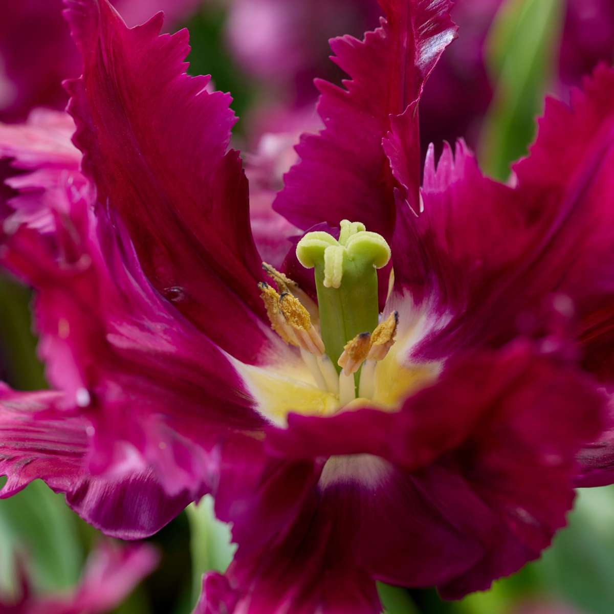 Tulip Bulbs - 14 Pcs. - Tulipa 'Parrot Negrita' - Flower Bulbs - Purple
