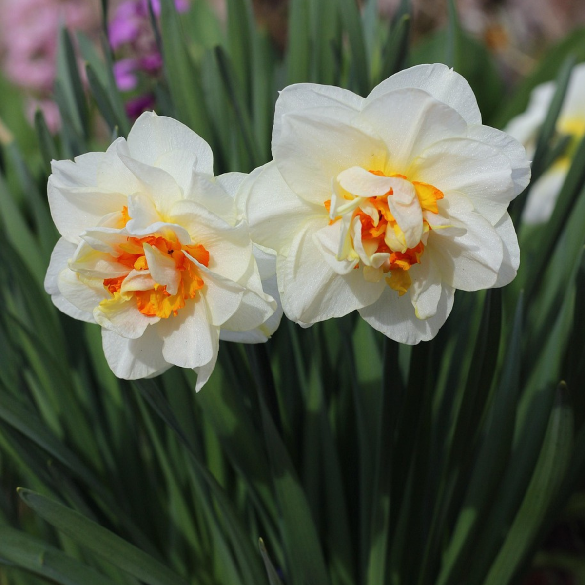 Daffodil Bulbs - 10 Pcs. - Narcissus 'Double Mix' - Flower Bulbs