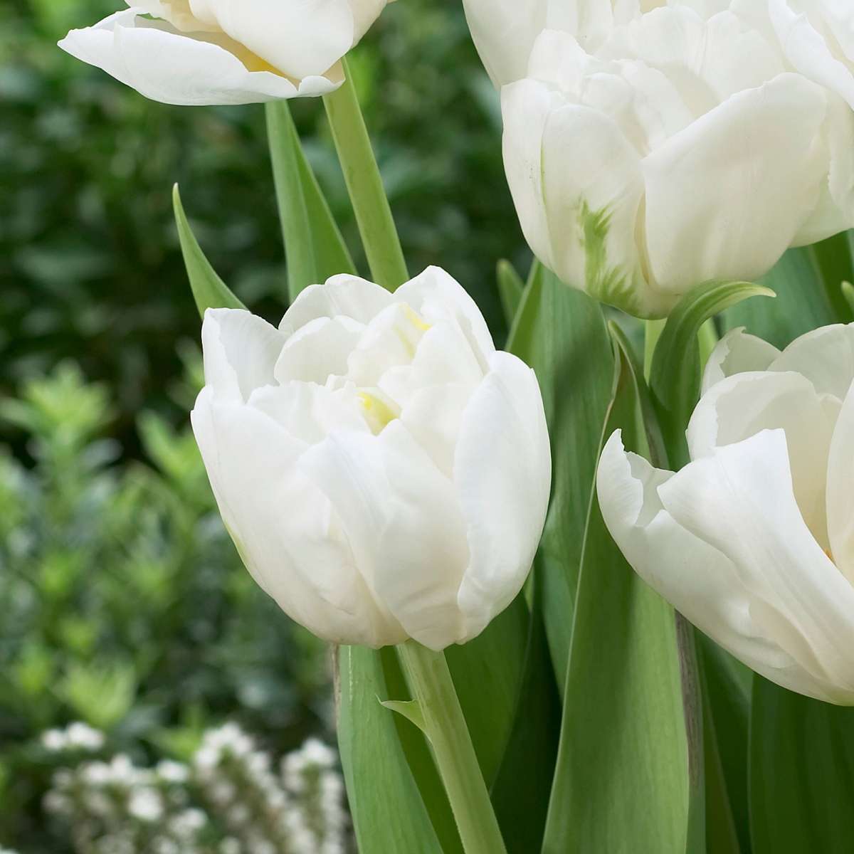 Tulip Bulbs - 14 Pcs. - Tulipa 'Mondial' - Flower Bulbs