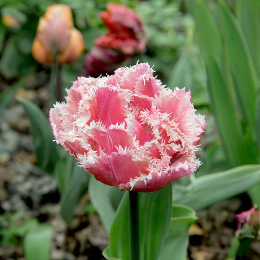 Tulip Bulbs - 20 Pcs. - Tulipa 'Queensland' - Flower Bulbs - Pink