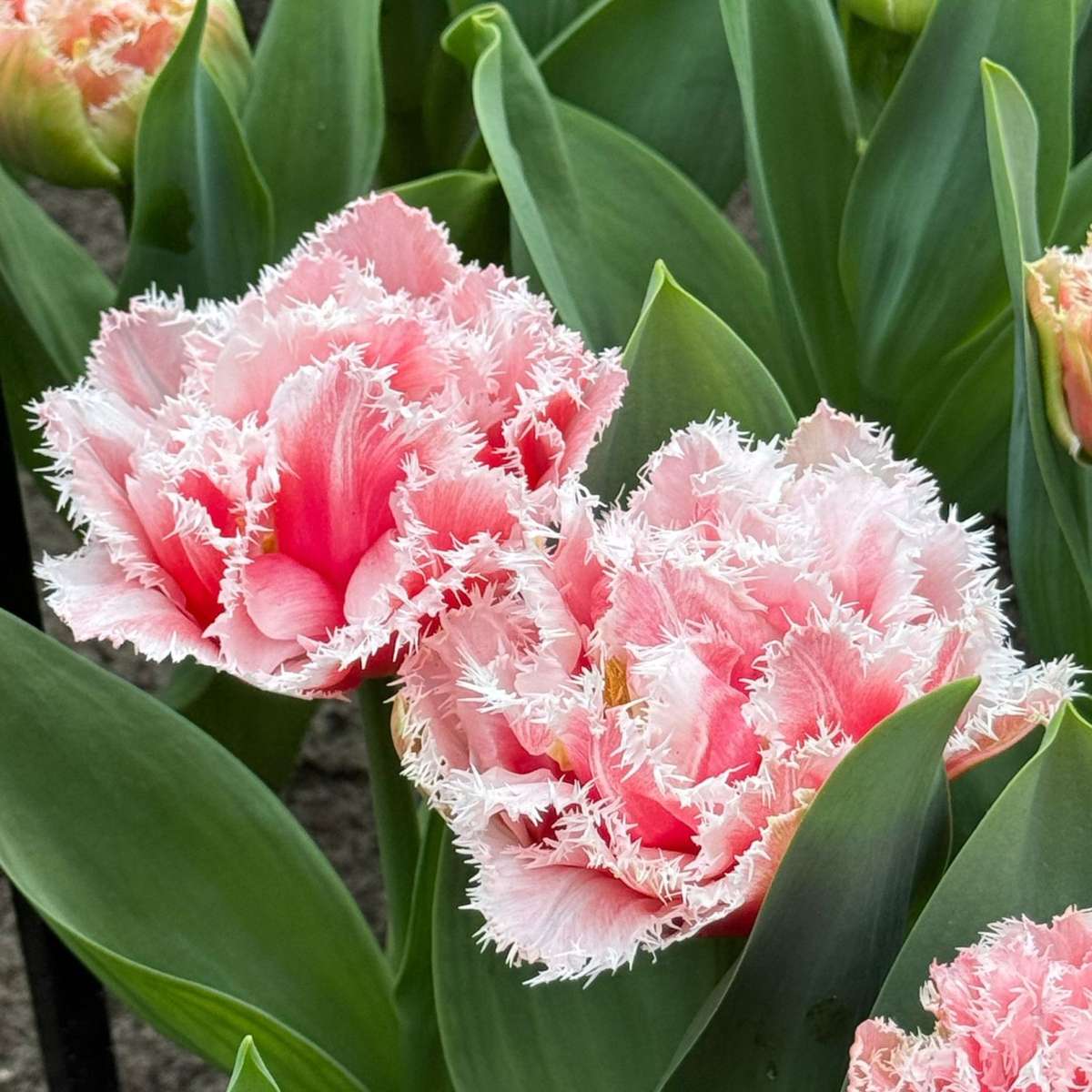 Tulip Bulbs - 15 Pcs. - Tulipa 'Queensland' - Flower Bulbs - Pink