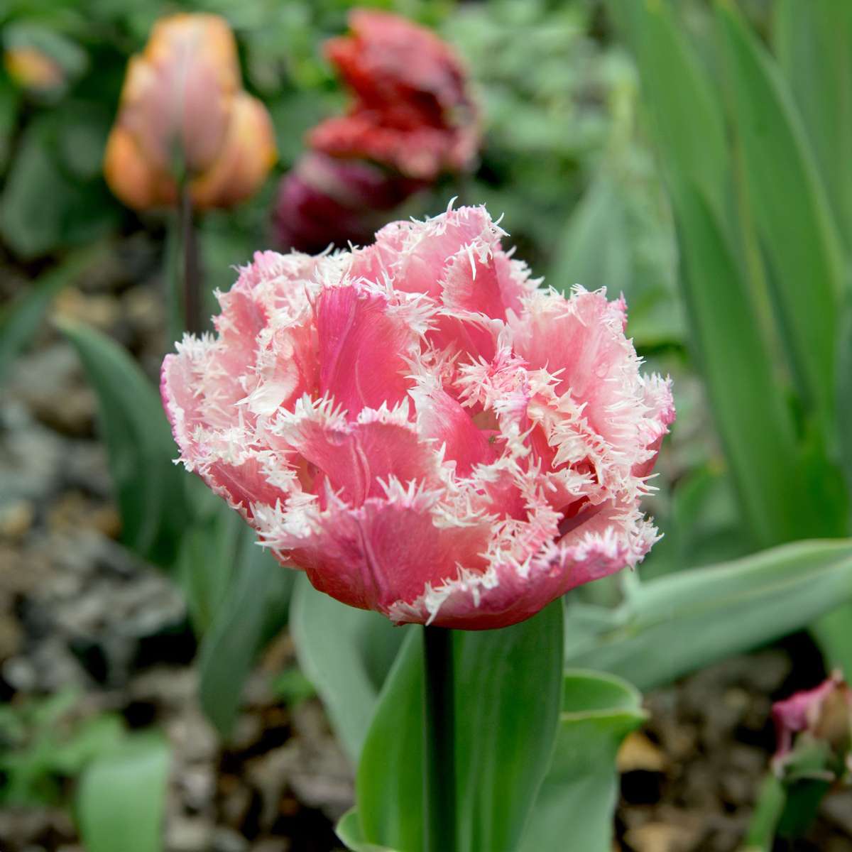 Tulip Bulbs - 15 Pcs. - Tulipa 'Queensland' - Flower Bulbs - Pink