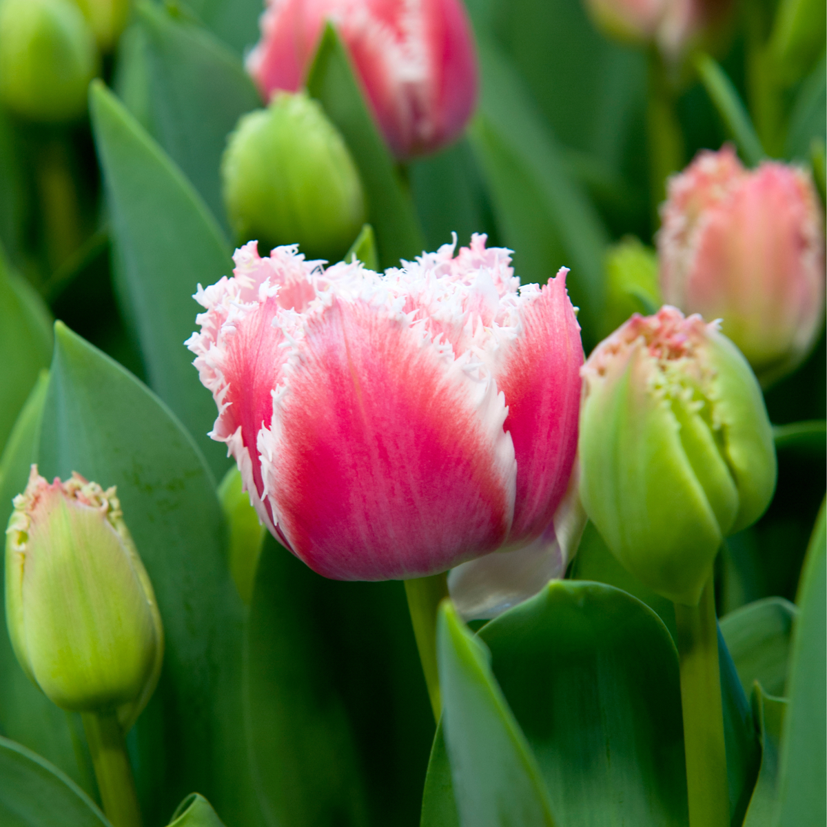 Tulip Bulbs - 10 Pcs. - Tulipa 'Queensland' - Flower Bulbs - Pink