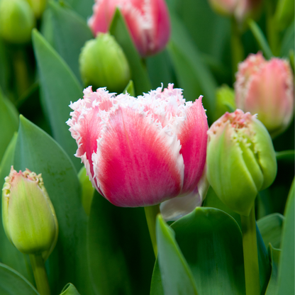 Tulip Bulbs - 10 Pcs. - Tulipa 'Queensland' - Flower Bulbs - Pink