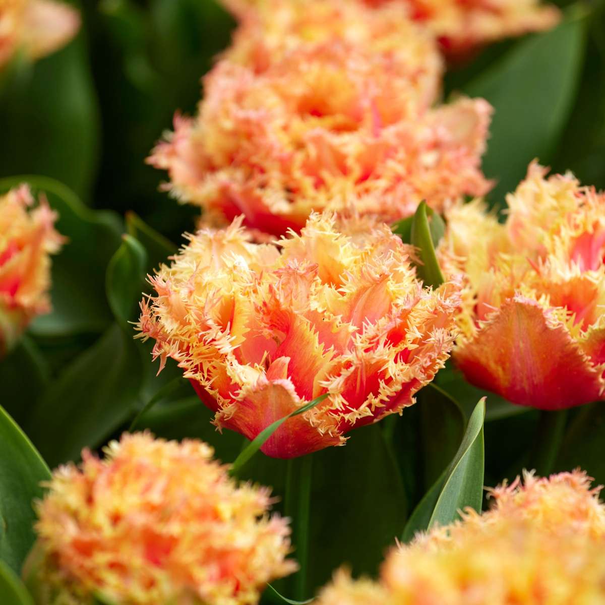 Tulip Bulbs - 20 Pcs. - Tulipa 'Brisbane' - Flower Bulbs - Pink