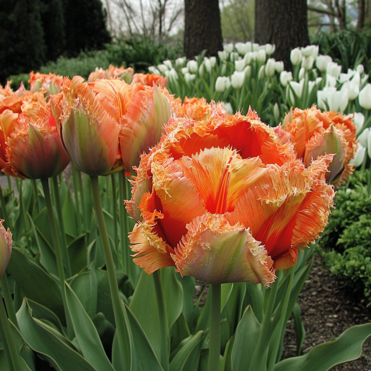 Tulip Bulbs - 10 Pcs. - Tulipa 'Brisbane' - Flower Bulbs - Pink