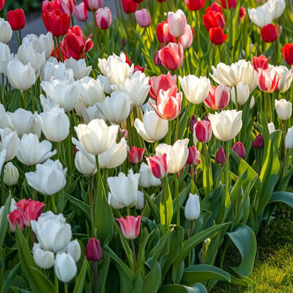 Tulip Bulbs - 14 Pcs. - Tulipa 'Northcap' - Flower Bulbs - Yellow