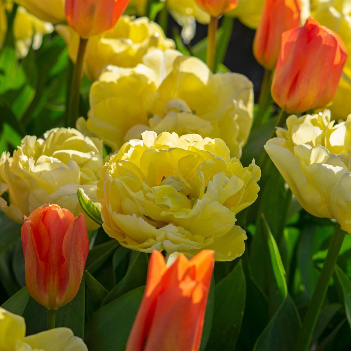 Tulip Bulbs - 21 Pcs. - Tulipa 'Avant Garde' - Flower Bulbs - Yellow