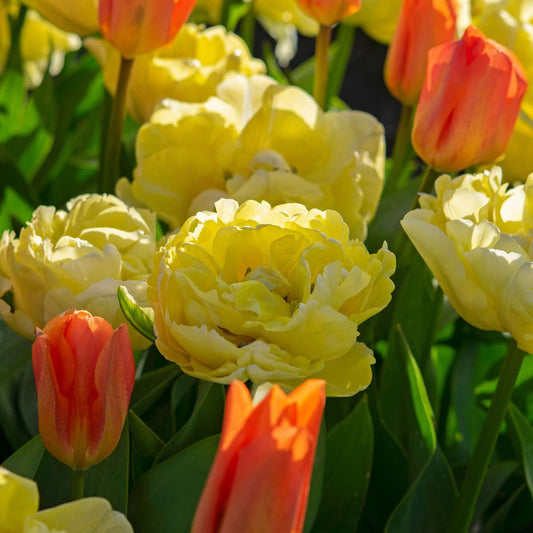 Tulip Bulbs - 21 Pcs. - Tulipa 'Avant Garde' - Flower Bulbs - Yellow