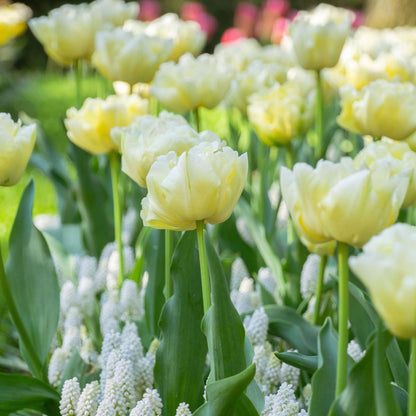 Tulip Bulbs - 14 Pcs. - Tulipa 'Avant Garde' - Flower Bulbs - Yellow