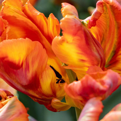 Tulip Bulbs - 10 Pcs. - Tulipa 'Rasta Parrot' - Flower Bulbs - White