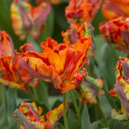 Tulip Bulbs - 10 Pcs. - Tulipa 'Rasta Parrot' - Flower Bulbs - White