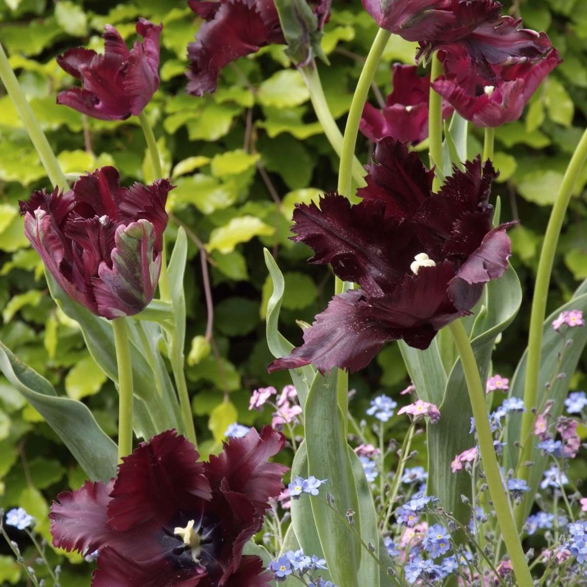 Tulip Bulbs - 21 Pcs. - Tulipa 'Black Parrot' - Flower Bulbs - Purple