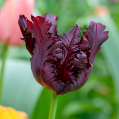 Tulip Bulbs - 21 Pcs. - Tulipa 'Black Parrot' - Flower Bulbs - Purple