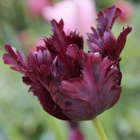 Tulip Bulbs - 14 Pcs. - Tulipa 'Black Parrot' - Flower Bulbs - Purple