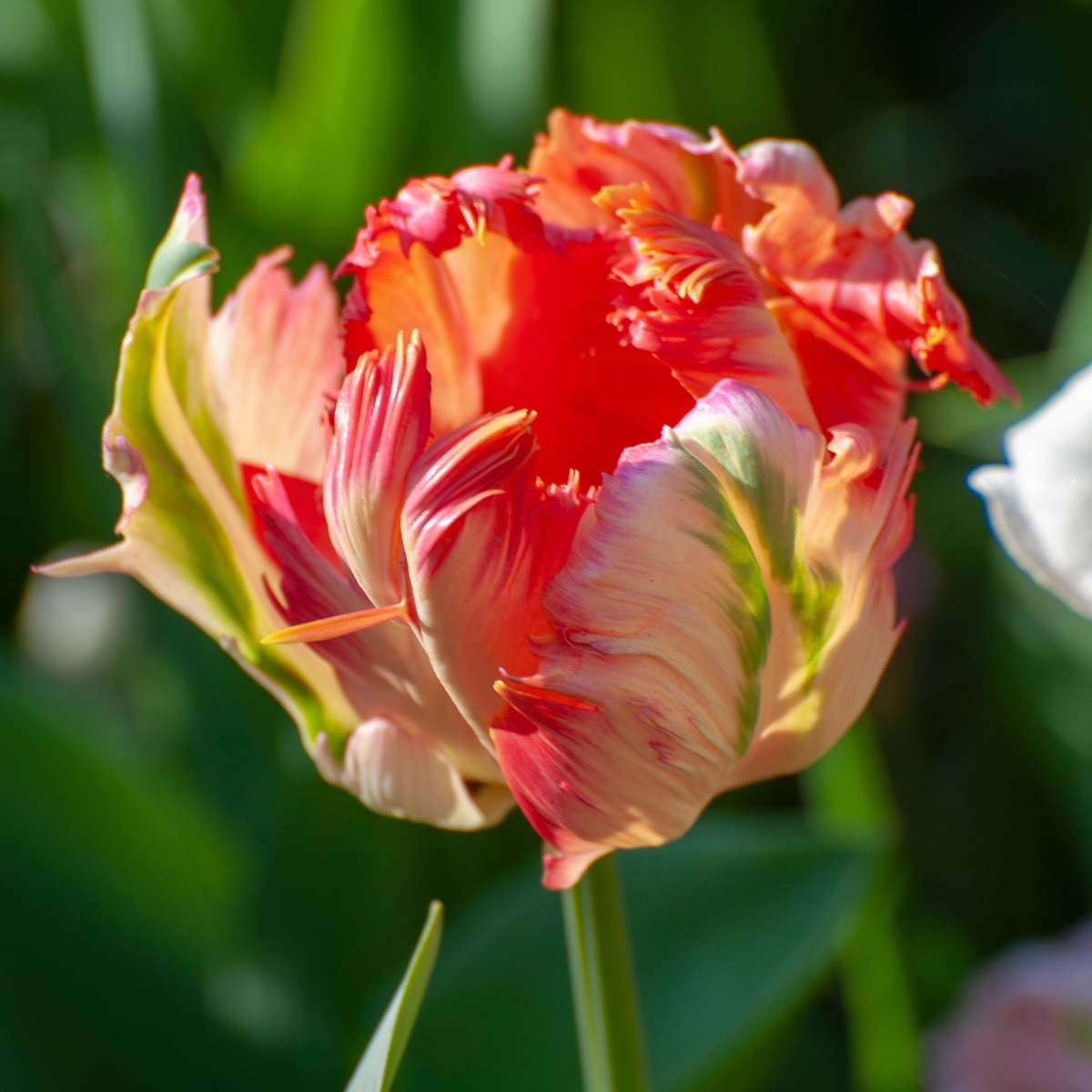 Tulip Bulbs - 14 Pcs. - Tulipa 'Apricot Parrot' - Flower Bulbs - Pink