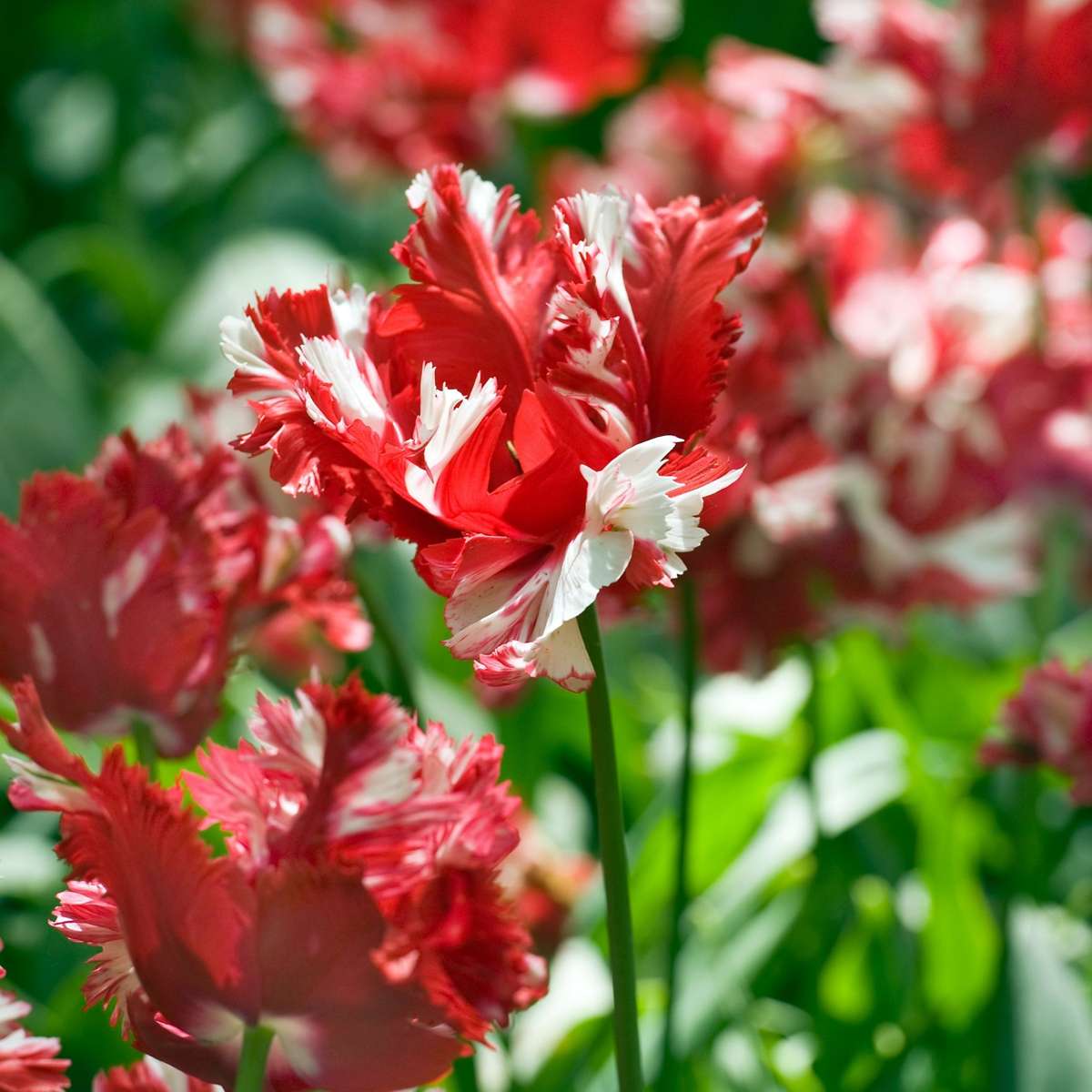Tulip Bulbs - 14 Pcs. - Tulipa 'Estella Rijnveld' - Flower Bulbs - Red