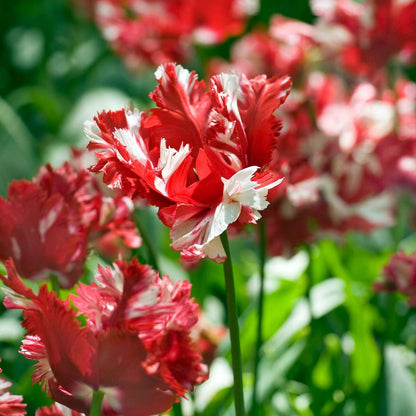 Tulip Bulbs - 14 Pcs. - Tulipa 'Estella Rijnveld' - Flower Bulbs - Red
