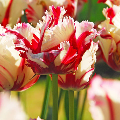 Tulip Bulbs - 14 Pcs. - Tulipa 'Estella Rijnveld' - Flower Bulbs - Red