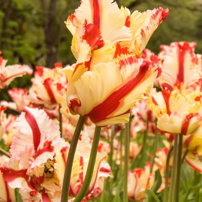 Tulip Bulbs - 14 Pcs. - Tulipa 'Estella Rijnveld' - Flower Bulbs - Red