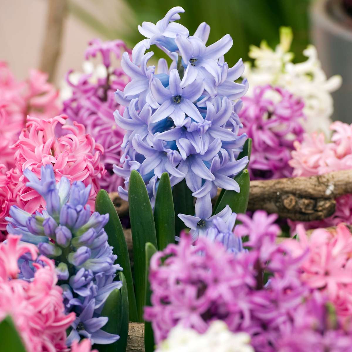 Hyacinth - 10 Pcs. - Hyacinthus - Flower Bulbs