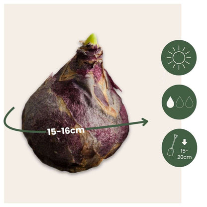 Hyacinth - 10 Pcs. - Hyacinthus - Flower Bulbs