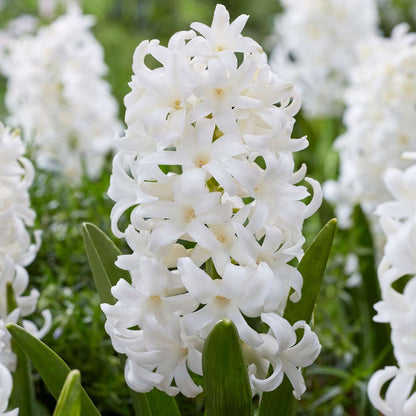 Hyacinth - 20 Pcs. - Hyacinthus 'Carnegie' - Flower Bulbs - White