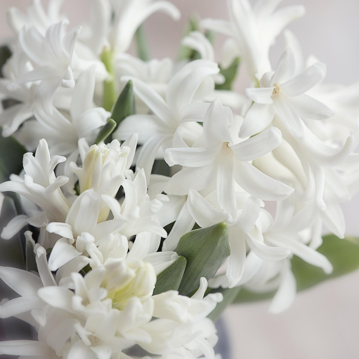 Hyacinth - 20 Pcs. - Hyacinthus 'Carnegie' - Flower Bulbs - White