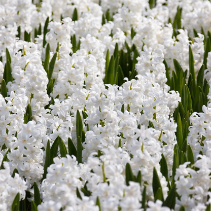 Hyacinth - 20 Pcs. - Hyacinthus 'Carnegie' - Flower Bulbs - White