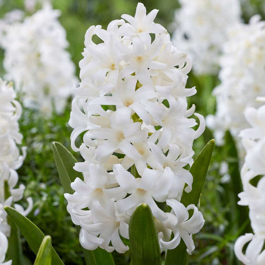 Hyacinth - 10 Pcs. - Hyacinthus 'Carnegie' - Flower Bulbs - White