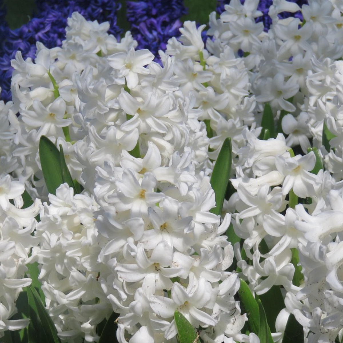 Hyacinth - 10 Pcs. - Hyacinthus 'Carnegie' - Flower Bulbs - White