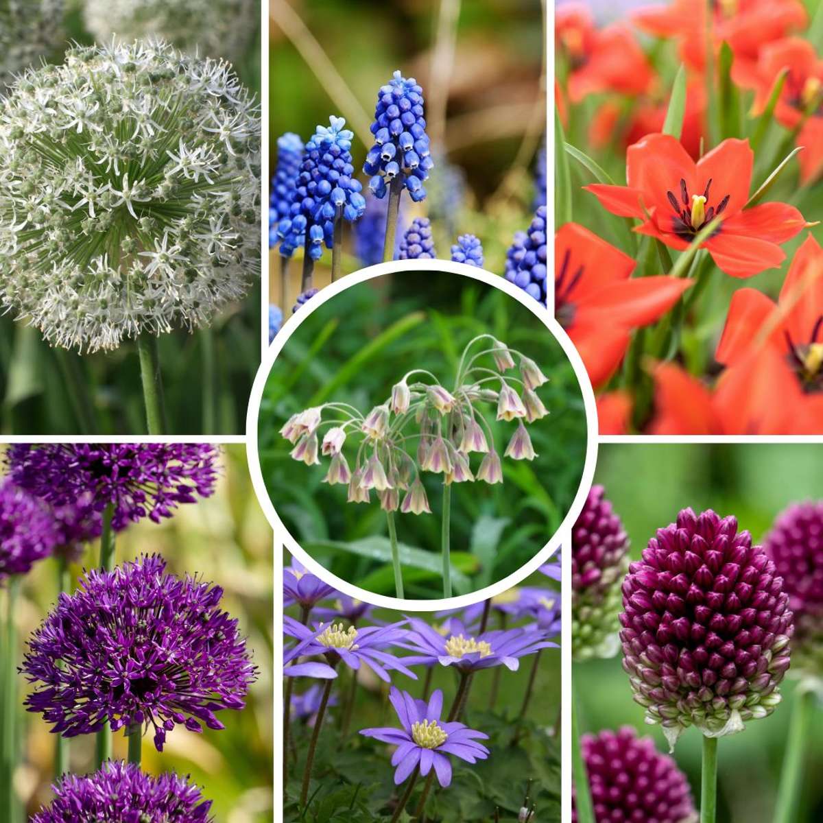 Bulb Mix Happy Bee & Butterfly Mix - 120 Pcs. - Flower Bulbs